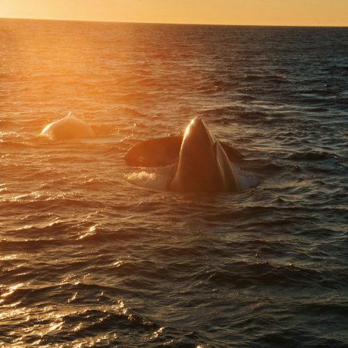 katie-mukhina-GN98qYBBos8-unsplash