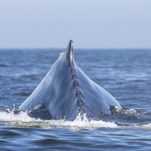 zac-bowling-8Vd5wMrXMiA-unsplash